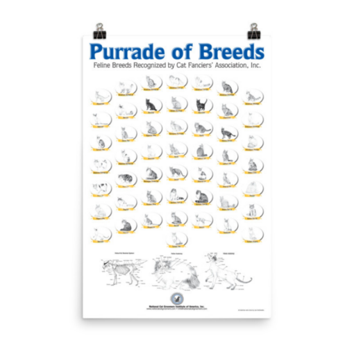 Displayed poster of cat breed sketches on blank wall