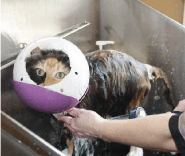 Tortoiseshell cat being bathed in tub wearing Air Muzzle